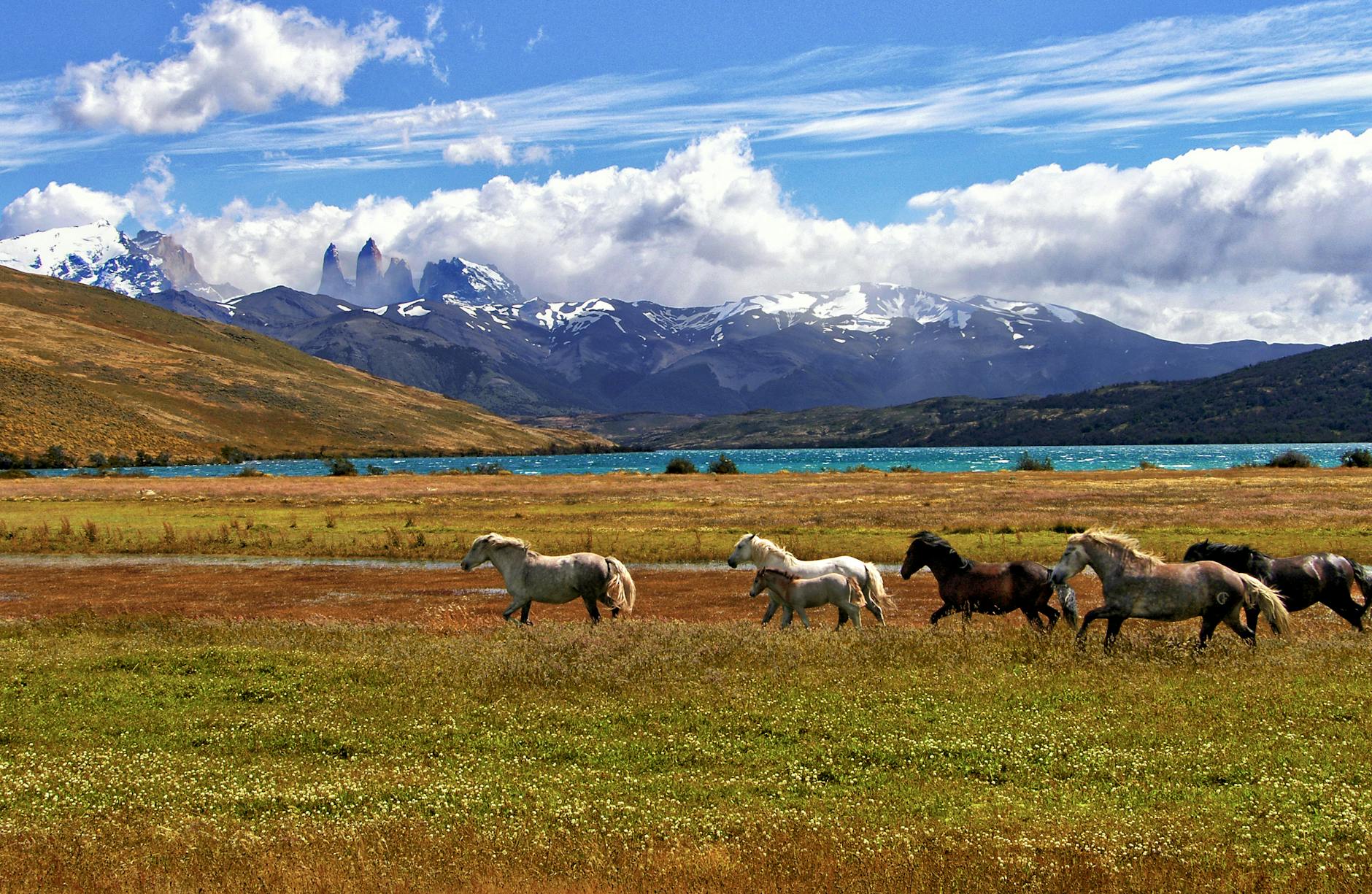 herd of horse green grass field